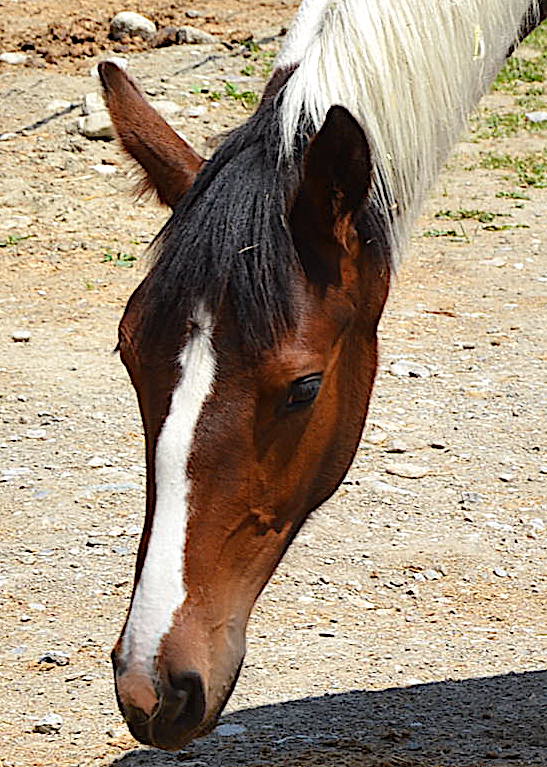 Salinera