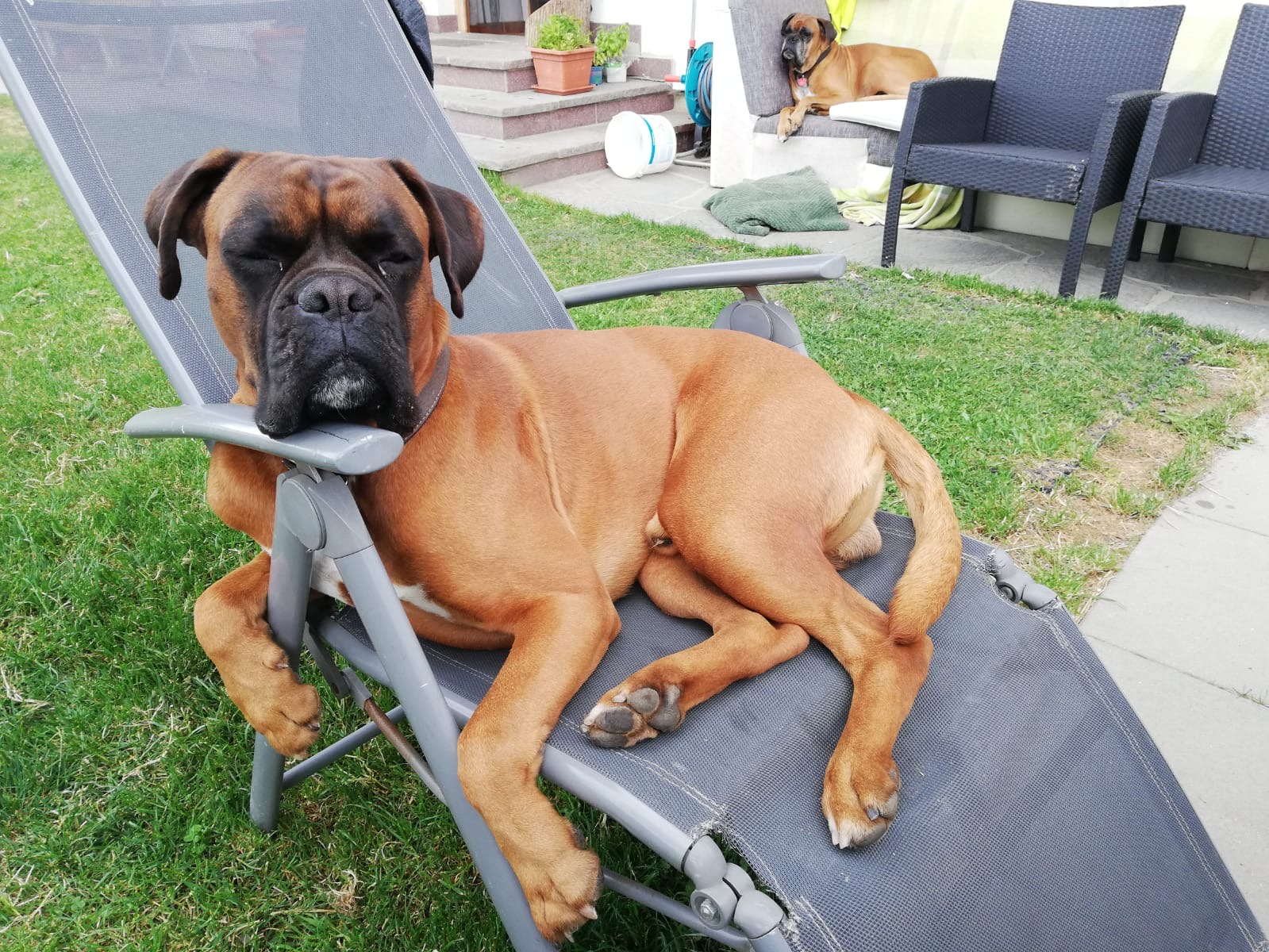 Sido